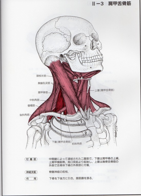 「肩甲舌骨筋」の画像検索結果