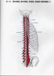 頚半棘筋、胸半棘筋、多裂筋、回旋筋(1)