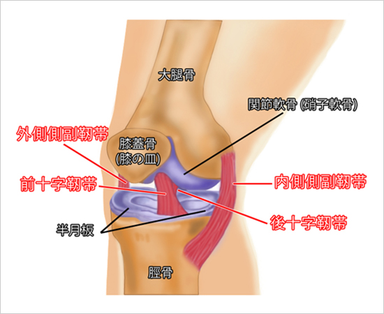 膝の靱帯損傷のその後のリスク 整骨院えん 整体 整骨 骨盤矯正 はりきゅう 美顔鍼 諫早市