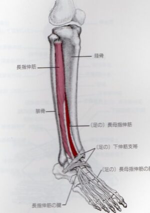 膝の痛み・膝痛・オスグッド・半月板・ジャンパー膝・ジャンパーズニー・鵞足炎・変形性膝関節症