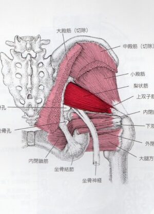 腰痛・ヘルニア・坐骨神経痛・脊柱管狭窄症・ぎっくり腰