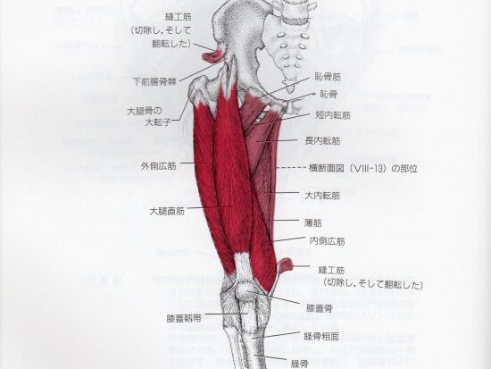 膝の痛み・膝痛・オスグッド・半月板・ジャンパー膝・ジャンパーズニー・鵞足炎・変形性膝関節症